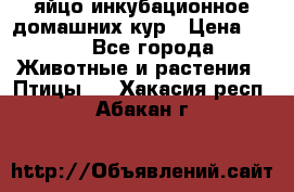 яйцо инкубационное домашних кур › Цена ­ 25 - Все города Животные и растения » Птицы   . Хакасия респ.,Абакан г.